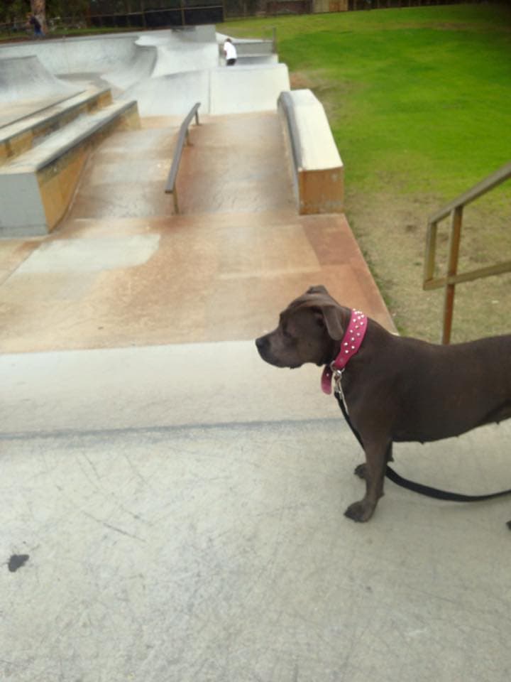 Carine Skatepark photo 1